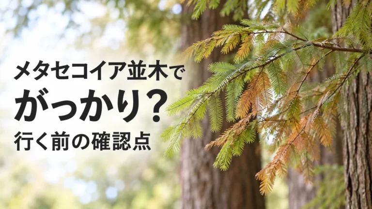 メタセコイア並木でがっかり?写真との違いと訪問前の確認点